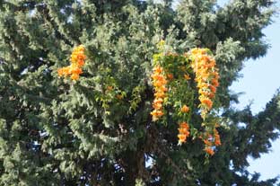 Estepona, bloemen en planten